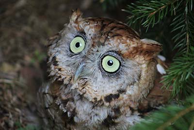 Screech Owl